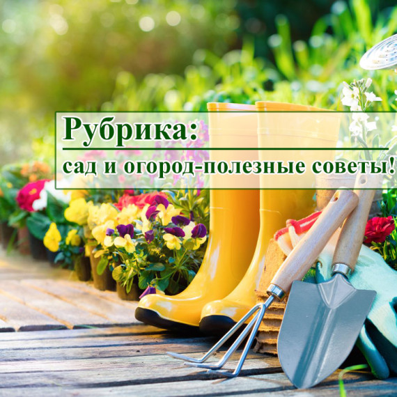 С наступлением весны просыпаются клещи. Эти членистоногие опасны тем, что переносят серьезные, а порой и смертельно опасные болезни.. С наступлением весны просыпаются клещи. Эти членистоногие опасны тем, что переносят серьезные, а порой и смертельно опасные болезни..